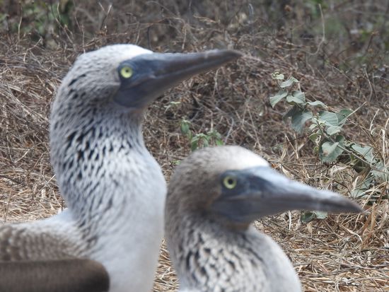 Hier kann man Männchen und Weibchen gut unterscheiden - an der Pupillengröße - die Männchen haben große und die Weibchen kleinere Pupillen. Links Frau - rechts Mann