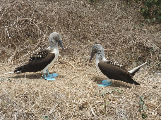 Blaufußtölpelpaar, die Tiere  ziehen ihren Nachwuchs zusammen auf und dann trennen sich die Wege wieder. Von hellblau bis dunkelblau haben wir viele verschiedene Farbtöne gesehen