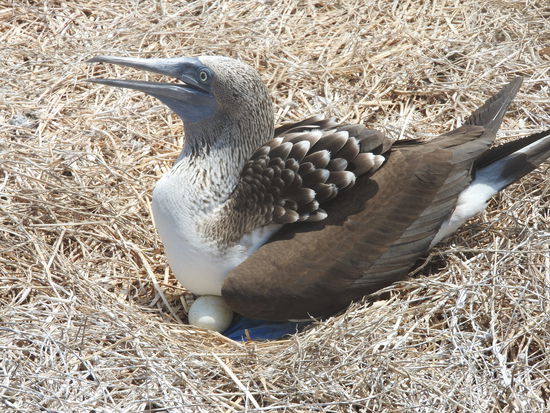 Das Gelege besteht meistens aus 3 Eiern - wovon in der Regel 2 Junge bleiben.  Mit dem geöffneten Schnabel und schnellen Atmungen kühlt sich der Tölpel ab. Rund um das Nest wird ein Ring von Dung hinterlassen um es vor Insekten zu schützen
