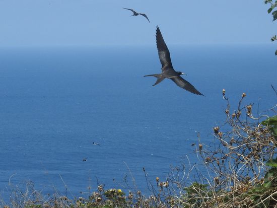 Fregattvögel im Flug, sie können nur an der Wasseroberfläche Fische fangen da ihr Gefieder nicht wasserabweisend ist. Fregattvögel  haben sich aber darauf spezialisiert andere Spezies wie die Tölpel so zu bedrängen dass die ihre Fische fallenlassen und die Fregattvögel können sich dann den Fisch in der Luft schnappen.