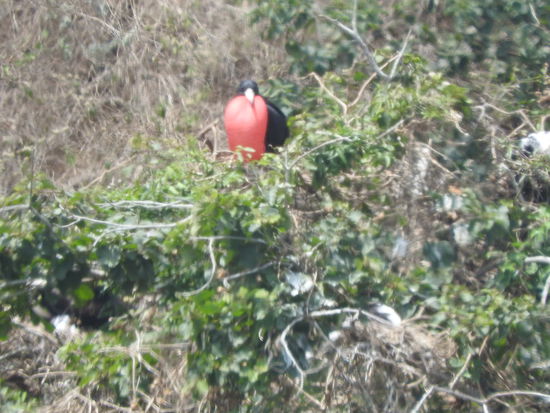 Ein balzender Fregattvogelmann, er ist  an seinem  roten aufgeblasenen Kropf auch über weite Strecken gut erkennbar