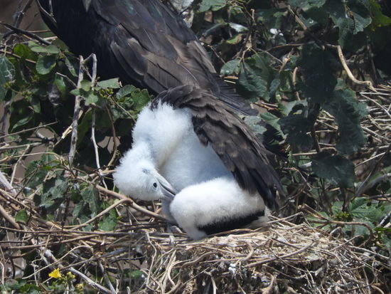 Fregattvogelnestling,  die Eltern füttern ihre Jungen über 7 Monate hinweg.