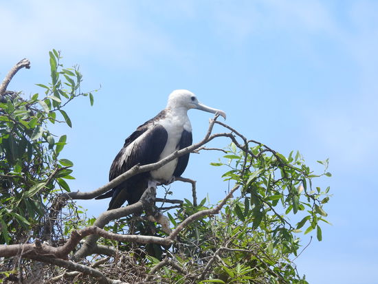 Junger Fregattvogel vom letzten Jahr, immer noch nicht ausgewachsen. Wenn er erwachsen ist kann er bis zu 10 Tagen am Stück fliegen, sie schlafen dann immer nur kurz im fliegen, wobei eine Gehirnhälfte und das dazugehörige Auge immer aktiv bleiben.