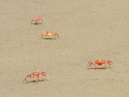 Rote Landkrabben sind an allen Stränden der Insel zu finden