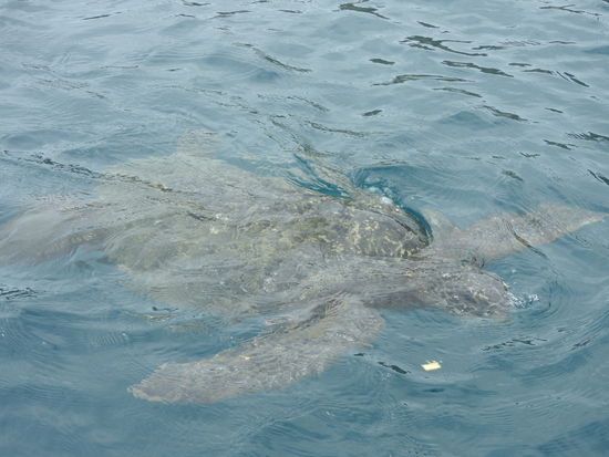 Große Wasserschildkröten waren viele zu sehen, sie legen an den Stränden der Isla de la Plata auch ihre Eier ab