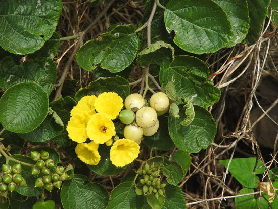 Die Beeren sind Heilmittel bei Halsschmerzen, sie wirken abschwellend und schmerzstillend.
Wir haben Sträucher mit anästhesierenden Wirkstoffen kennengelernt, andere haben ätherische Öle die  bei Zahnschmerzen helfen und hier wächst auch der Sandelholzbaum dessen Öle gut gegen Moskitos und andere Schädlinge sind.