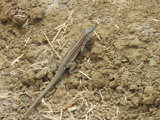 Galapagos Streifeneidechse