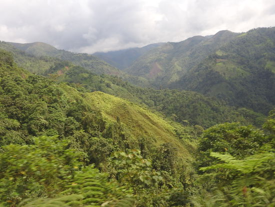 Im unteren Teil besteht der Nationalpark aus Nebel- und Bergregenwald, hier leben auch  Ozelote, Pumas, viele Vögel und die stark gefährdeten Brillenbären.