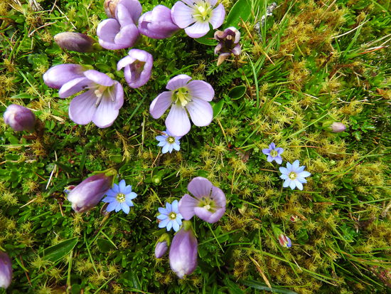Auch auf fast 4.000m  gibt es viele und vor allem sehr farbintensive Blumen