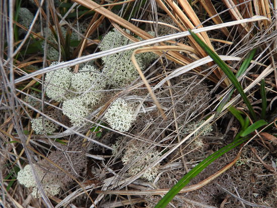 Viele verschiedene Moose finden sich sowohl am Boden als auch auf den Bäumen und Felsen