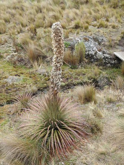 Von weitem sieht die 'Puya Alpestris' komplett verblüht aus.