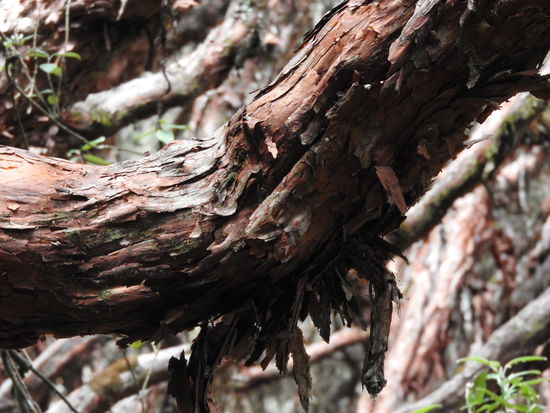 Polylepisbäume werden in Ecuador auch Papierbaum genannt, da ihre Rinde aus ganz vielen dünnen  Schichten besteht und sie Schicht um Schicht abblättern.