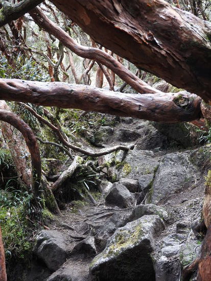 Auf dem  Weg durch den Wald muss man sich oft bücken oder über Bäume drübersteigen da sie nicht gerade sondern gewunden wachsen