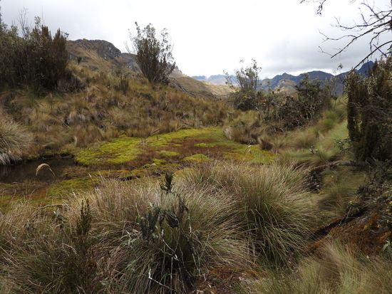 Hochmoore und Tundravegetation findet man hier und manchmal sind auch Kondore zu sehen. Allerdings gibt es in Ecuador nur noch wenige Brutpaare und damit ist der Genpool zu klein um ihre Population zu sichern.