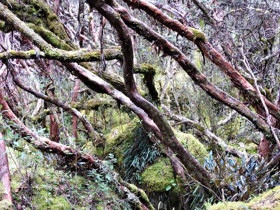 Die über 400 Jahre alte Polylepiswälder, mit einer Unterart die es nur hier im Cajas Nationalpark gibt, strahlen etwas mystisches und geheimnisvolles aus.
Man wartet direkt schon auf kleine Gnome.