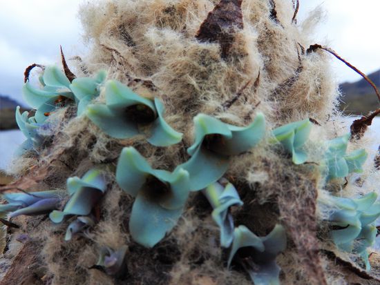 Erst bei Betrachtung aus der Nähe sah man noch einen Rest der mintgrünen Blüten.