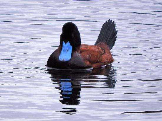 Einen  Erpel  mit strahlendblauem Schnabel haben  wir vorher auch noch nicht gesehen