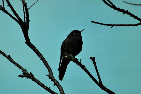 Unser erster Kolibri, er flog um uns herum und stand immer wieder in der  Luft aber aufs Foto bekamen wir ihn erst sitzend.