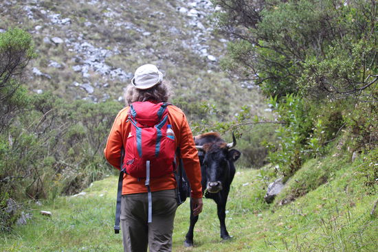 Die Kuh beobachtet Konrad aufmerksam, im Nationalpark leben viele, das sind bestimmt glückliche Kühe bis sie geschlachtet werden.