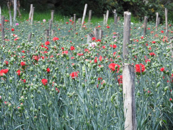 Im Tal von Caraz werden viele Schnittblumen für den Export und Kräuter für die Kosmetikindustrie angebaut.