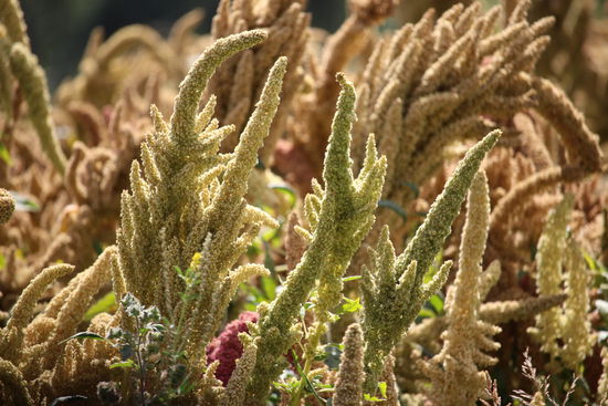Quinoa kann auch noch in großen Höhen angebaut werden und braucht nur wenig Wasser. Sein Nährstoffgehalt ist sehr hoch und war früher das Hauptnahrungsmittel der Indios. Seit bei uns der Gesundheitswahn ausgebrochen ist, werden höhere Preise für  Quinoa bezahlt und es  excessiv angebaut, die Böden zu sehr ausgebeutet und die Bodenkorrosion steigt