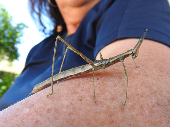 Im Zimmer begrüßte uns eine Stabschrecke, sie musste zurück ins Freie