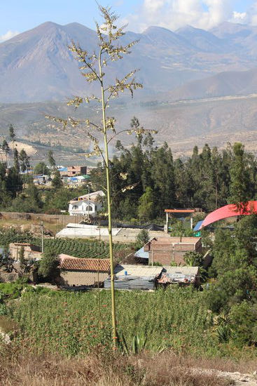 Meterhohe Agavenblüte, den Stängel verwenden die Bauern als Dachsparren für ihre Strohdächer