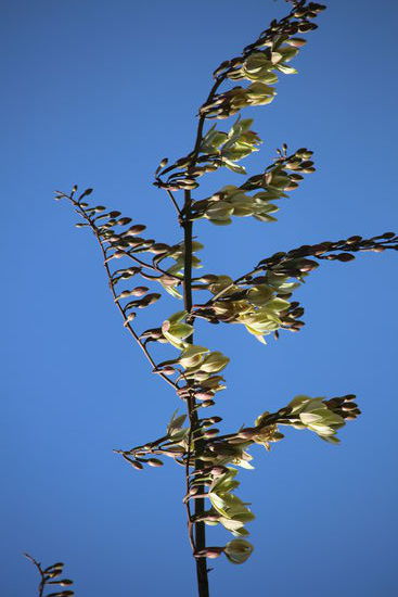 Die Agavenblüten sind sehr schön und überraschend groß