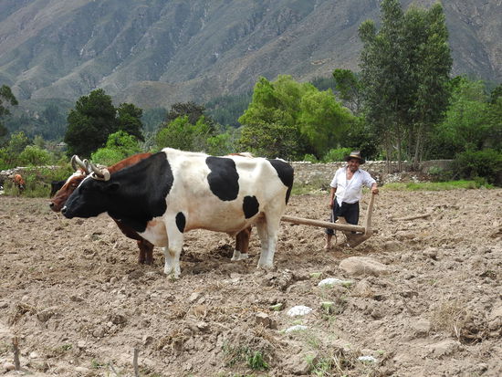 Gepflügt wird mit Ochsen und einem Holzpflug auf den nur wenig Metall aufgebracht wurde