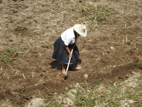 Das wichtigste Werkzeug ist die Spitzhacke, denn die Böden sind hart und steinig