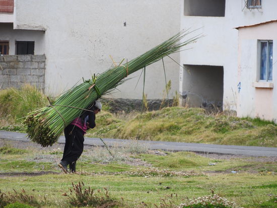 Mit dem Schilf vom See werden Matten geflochten und die Kühe gefüttert