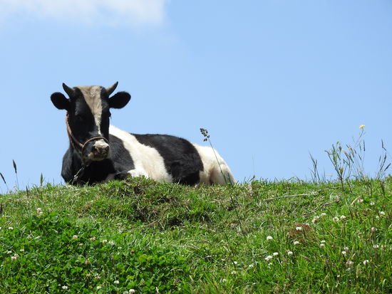 Schwarz-weiße Hosteiner Kühe gibt es in Ecuador seit über 100 Jahren und manchmal fühlt man sich ins Voralpenland versetzt.