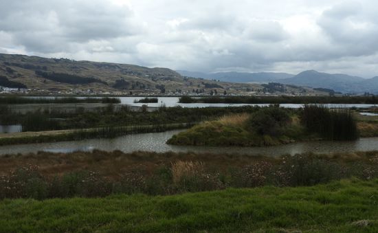 Die Lagune  mit großen Schilfbeständen im Uferbereich.