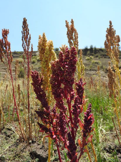 Quinoa in unterschiedlichen Reifestadien