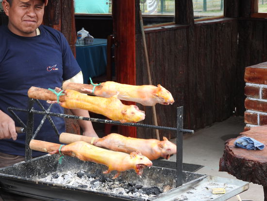 Meerschweinchen am Spieß gebraten gelten in Colta  als Delikatesse