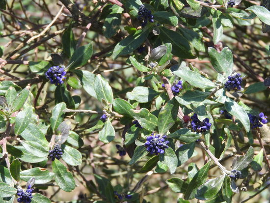 Aus den Beeren wird ein dunkellila Saft gewonnen und an Allerheiligen auf dem Friedhof an den Gräbern der Familie getrunken