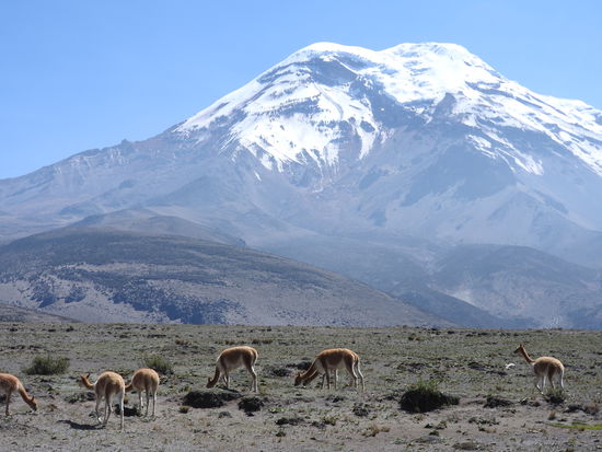 Lange Zeit gab es auf den Flächen große Schafherden die alles  abgefressen haben und die Vegetation wurde immer weniger. Deshalb verbot man hier die Schafzucht, entschädigte die Bauern mit Lamas und Alpakas und importierte aus den Nachbarländern Vicunjas. Diese vermehren sich gut, fressen immer nur Teile der Pflanzen und düngen zusätzlich den Boden. Dadurch blüht es an vielen Ecken des Parkes auch wieder und die Vegetation erholt sich.