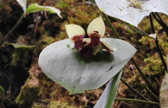In Puyo sind wir in einem privaten Orchideenwald gelandet und der Besitzer führte uns über 2 Stunden durch seinen Wald, zeigte uns die verschiedensten Orchideen und Pflanzen  und erklärte ganz viel über das Ökologische Gleichgewicht und über den Raubbau der betrieben wird. Nur ein Beispiel: um diese dicken Raupen zum grillen zu finden werden Palmen umgeschlagen die bis zu 70 Jahre zum auswachsen brauchen.
