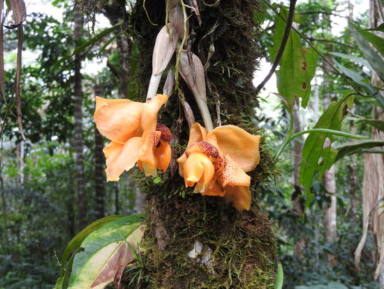 Die Orchideenvielfalt ist unglaublich, es gab Pflanzen  mit so winzigen Blüten dass man eine Lupe brauchte um sie zu sehen und andere mit handtellergroßen Blüten.
