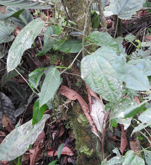 Curarepflanze - mit dem paralysierenden Gift werden Pfeile aus dem Blasrohr getränkt und auch heute noch bei Indianerstämmen zur lautlosen Jagd verwendet