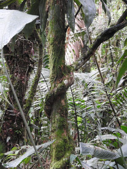 Die halluzinogenen Inhaltsstoffe der   Ayahuasca Liane werden im Regenwald  von Schamanen  in Zeremonien verwendet.