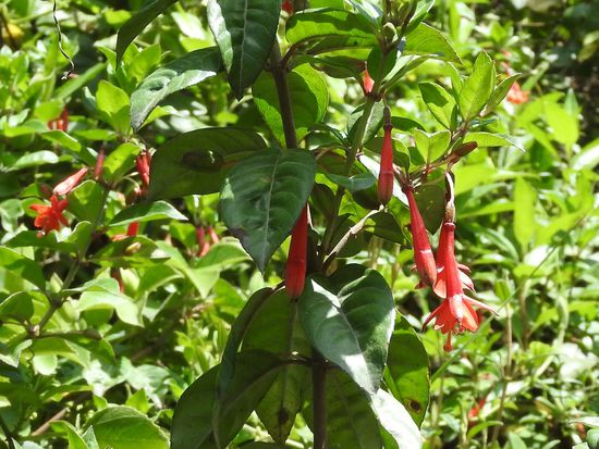 Dazu  viele wilde Fuchsien