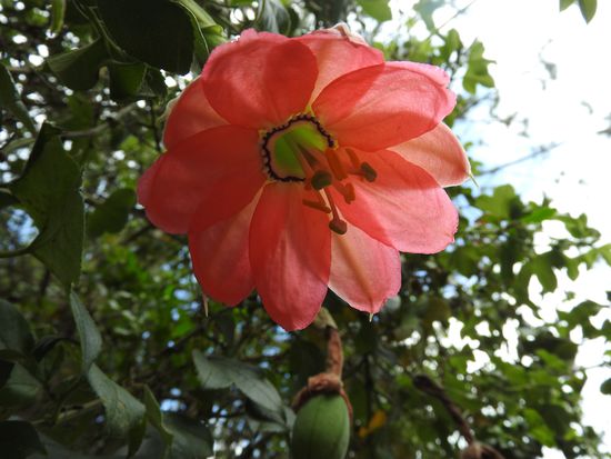 Unsere heutige Wanderung war begleitet von jeder Menge wilden Maracujas die von Lachs bis zu einem kräftigen Rot leuchteten