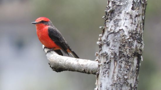 Endlich mal ein roter Vogel der zum fotografieren sitzen bleibt 