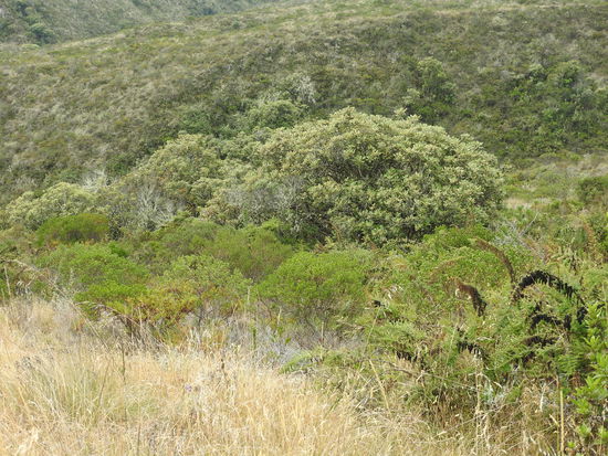 Typische hochandine Flora in die der Mensch noch nicht eingegriffen hat. Heute sind fast 85% der Anden  mit Eukalyptus und Pinien bewachsen, beides importierte Pflanzen und gerade der Eukalyptus ist für das Ökosystem äußerst ungut  aber der hohe Bedarf an Brenn- und Bauholz lässt kaum eine Alternative zu. Die einheimischen Pflanzen wachsen viel zu langsam um den Bedarf zu decken.