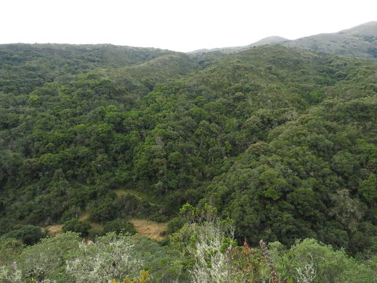 Beim Abstieg geht der Weg durch wunderschönen alten Nebelwald der auch  besonders geschützt ist.