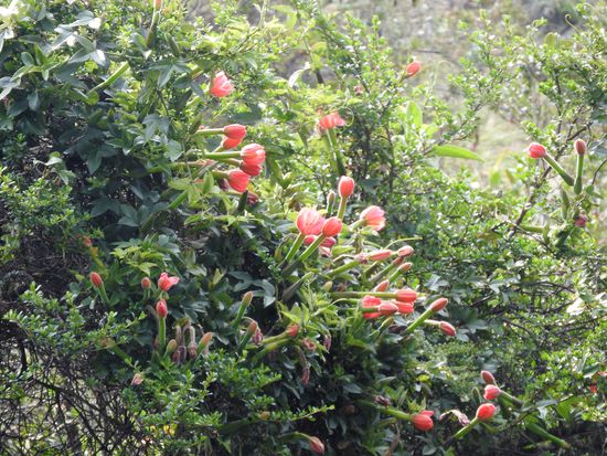 Immer wieder sind ganze Bäume  mit wilden Maracujas überzogen