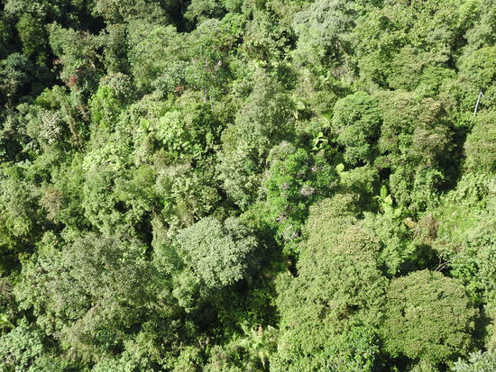 Der Bergregenwald von oben