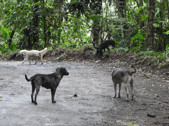 Man wandert fast immer in Begleitung der Dorfhunde, sie schließen sich einem an wenn man das Dorf verlässt, gehen 2  oder 3 Stunden mit und laufen  dann irgendwann einfach zurück
