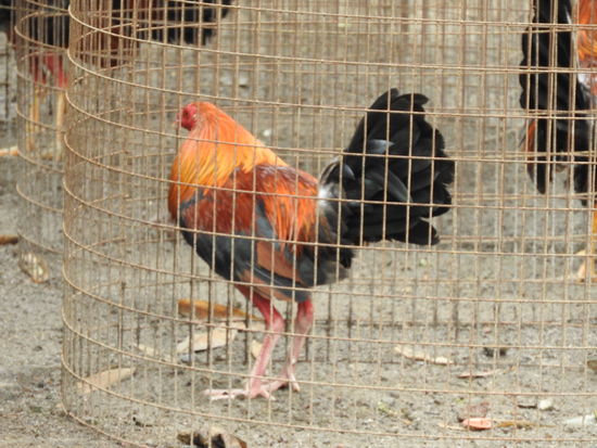 Leider sieht man auch noch häufig auf engstem Raum eingesperrte Kampfhähne